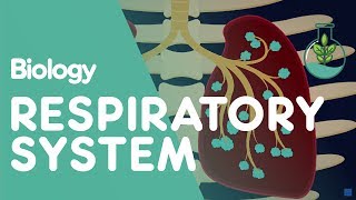 Respiratory System  Introduction  Physiology  Biology  FuseSchool [upl. by Ecirahc]