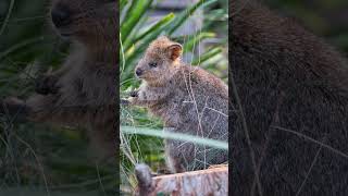 Quokkas The Happiest Animals on Earth [upl. by Eissirhc168]