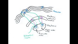 The Thalamus [upl. by Linder413]