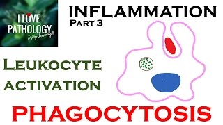 INFLAMMATION Part 3 Leukocyte Activation  PHAGOCYTOSIS [upl. by Aeduj]