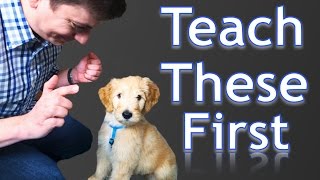 3 Easy Things to Teach your NEW PUPPY [upl. by Aiva745]