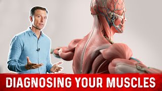 6 Things Muscles Tell You About Your Nutrient Status [upl. by Adnohsat573]