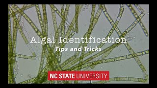 Introduction to Algae Identification Tips amp Tricks [upl. by Ttimme634]