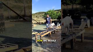 Bull Terrier Training Motivation [upl. by Stavros]