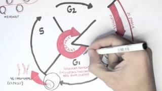 Cell Cycle Overview Interphase [upl. by Kcirdot]