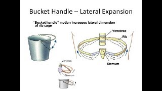 RESPIRATORY PHYSIOLOGY BUCKET HANDLE MOVEMENT AND PUMP HANDLE MOVEMENT [upl. by Brucie]