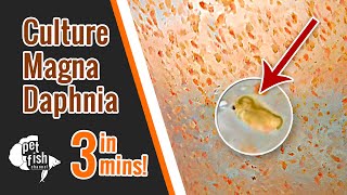 How to culture DAPHNIA MAGNA  The easy way [upl. by Sirod248]