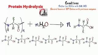 Amino Acids 12 Protein Hydrolysis [upl. by Nai]