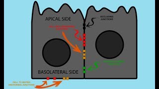 Epithelial Cell JUNCTIONS [upl. by Etteval344]