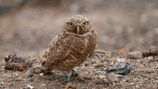 Saving the Burrowing Owl [upl. by Packston]