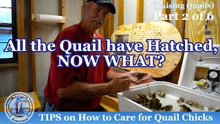 TIPS on How to Care for Quail Chicks [upl. by O'Conner763]