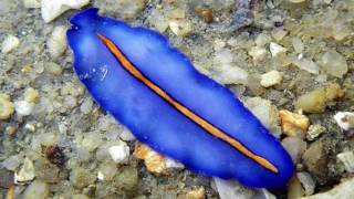 Platyhelminthes Phylum [upl. by Wan]