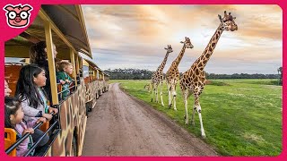 Werribee Open Range Zoo Safari Tour  Australia [upl. by Nelac]