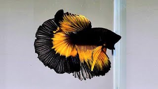 10 Most Beautiful Betta Fish in the World [upl. by Baudoin]