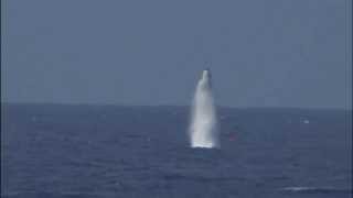 USS West Virginia testfiring Trident II SLBMs [upl. by Oner]