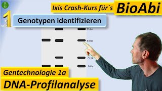 Gentechnik 1 DNAProfilanalyse  GenotypBestimmung PCR Restriktionsenzym Gelelektrophorese [upl. by Nyleek]