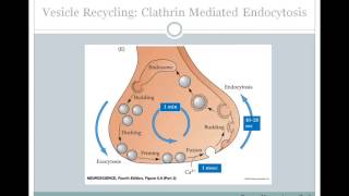 SJSU Neurophysiology Lecture 6  Synaptic Transmission [upl. by Henke]