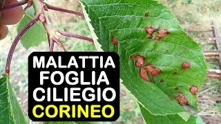 MALATTIA FOGLIA CILIEGIO CORINEO [upl. by Kimberley471]