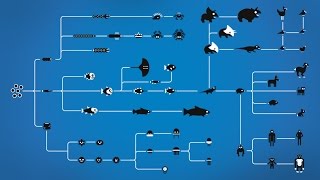 How Evolution works [upl. by Dnalyar]