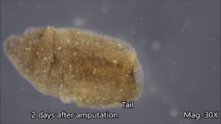 Planaria Regeneration Timelapse [upl. by Miah]