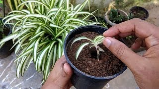 Spider Plant chlorophytum Comosum Propagation Method1 By Gardengraduate [upl. by Aloisius]