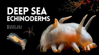 The Wonder of Deep Sea Echinoderms [upl. by Illac]