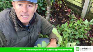 How To Cut Back Hellebore foliage [upl. by Ynoble]