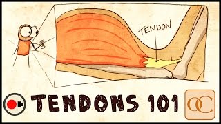 The Basic Science of Tendons amp Tendinitis [upl. by Davis558]