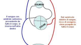 La Circolazione del Sangue animazione con audio [upl. by Gnart]