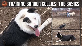 Training Border Collies The Basics [upl. by Eimas765]