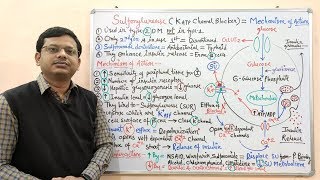 Diabetes Mellitus Part10 Mechanism of Action of Sulfonylurease  Antidiabetic Drugs  Diabetes [upl. by Odab506]