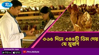 বছরে ৩৪৫টি ডিম দেয়া মুরগির খামার  Poultry Farming in Bangladesh  Rtv Krishi [upl. by Enitram]