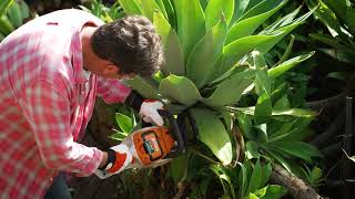 The Garden Gurus  Agaves [upl. by Bowler972]