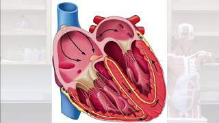 Heartbeat The Autorhythmicity of SA Nodal Cells [upl. by Perkins]