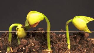 Lima Bean Time Lapse [upl. by Silirama]