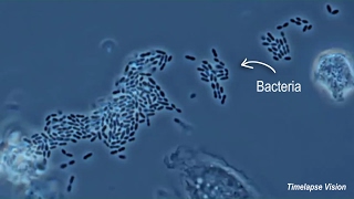 White Blood Cells  Granulocytes amp Lymphocytes  Part 1 [upl. by Arramahs]