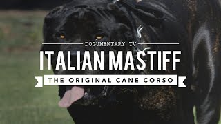 THE ORIGINAL CANE CORSO ITALIAN MASTIFF [upl. by Charmine]