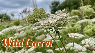 Wild Carrot Queen Anne’s Lace Daucus carota Identification [upl. by Cohleen]