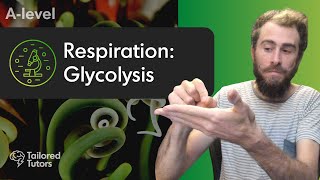 Respiration Glycolysis  A Level Biology Revision [upl. by Iene669]