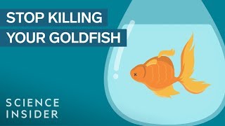 How To Keep Your Goldfish Alive For 15 Years [upl. by Fillbert]