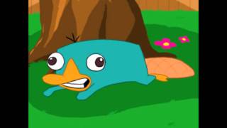 Perry the Platypus Noise [upl. by Sell554]