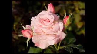 The Rose of Tralee Beautiful Irish Song [upl. by Milt]