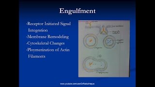 Phagocytosis Definition Steps Role of ROS Defects HD [upl. by Yrtua]