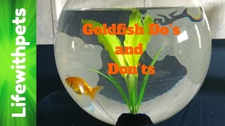 Goldfish Keeping Dos and Donts Collab [upl. by Akimihs]