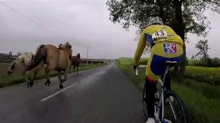 Des chevaux en pleine course cycliste [upl. by Leonore609]