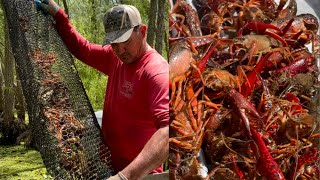 Crawfishing In The Atchafalaya Basin With Kip Barras  CatchCook Part 1 [upl. by Rafat419]