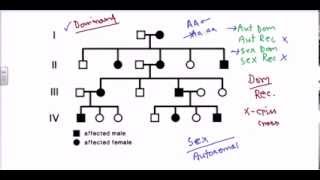 Pedigree analysis autosomal dominant [upl. by Nuhsal754]