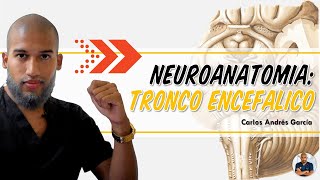 Anatomía  Tronco Encefálico Mesencéfalo Puente y Médula Oblongada [upl. by Nywroc]