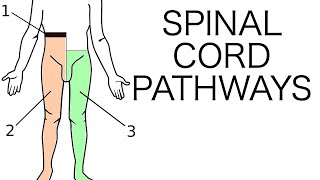 Spinal Cord Pathways [upl. by Hephzibah178]