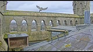 Andover peregrines VCR Charlie on adventure 21052024 [upl. by Leid]